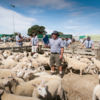 Feilding Saleyards 