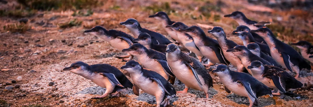 Oamaru Blue Penguin Colony