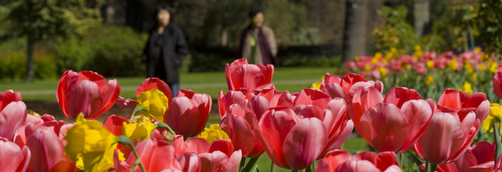 Colourful tulips at the Christchurch Botanic Gardens