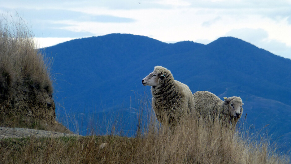 Farm tours, Marlborough Tour Company