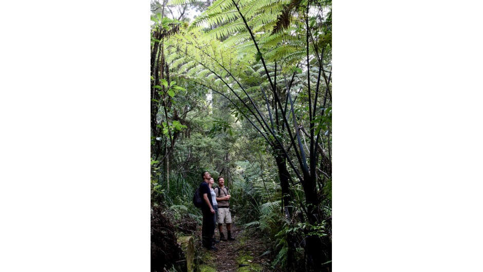 Guided Forest Walks - Adventure Puketi - Giant Silver Fern tower above walkers in the Bay of Islands.