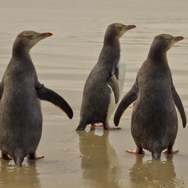 Three Yellow-Eyed Penguins looking on
