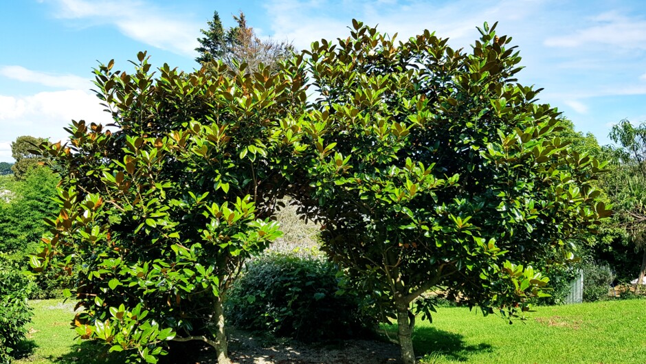 Peaceful garden areas at The Roost Bed and Breakfast, Waiuku accommodation