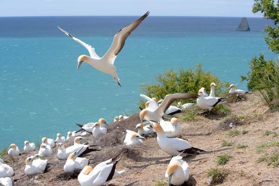 拐子角有世界上最大的陆地塘鹅栖息地。
