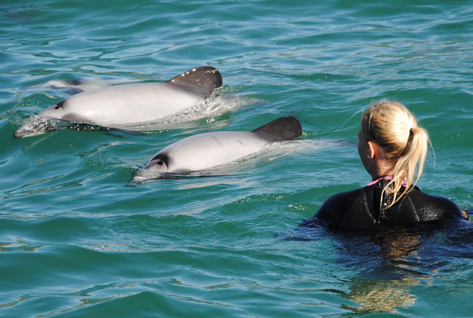 Swimming with dolphins