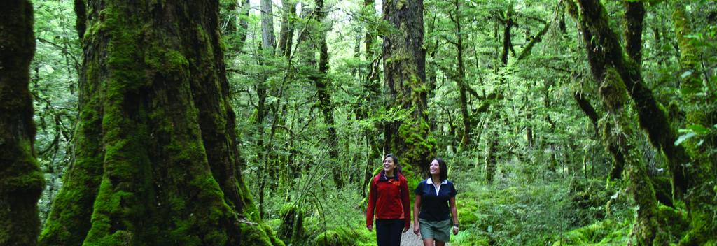 Walking among giants - Milford Track