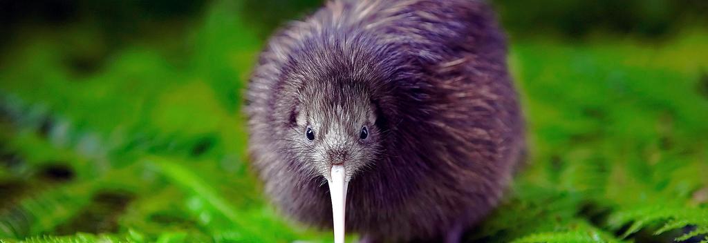 New Zealand's native Kiwi.