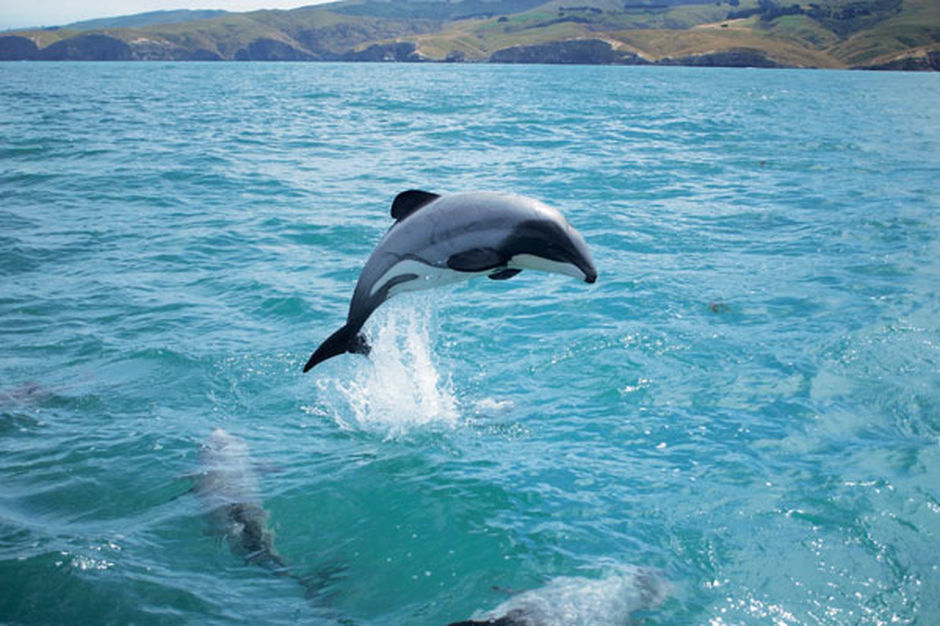The rare Hector's dolphin is a popular sight in Kaikoura when whale-watching in the area's waters.