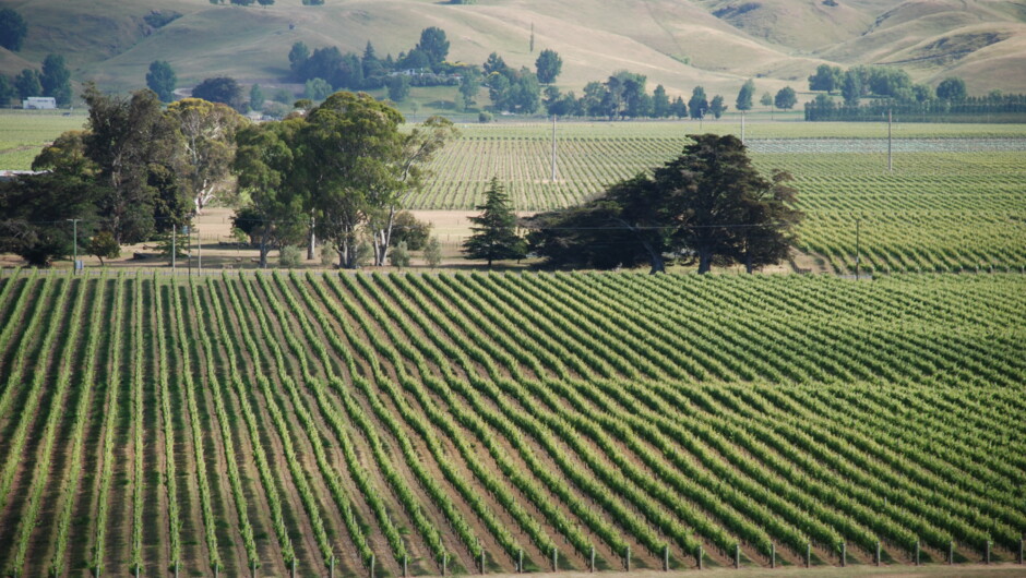 The vines at Selini Estate Winery