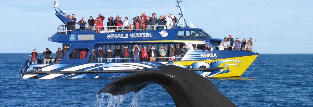 Whale Watching in Kaikoura