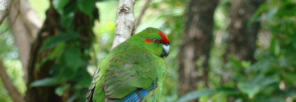 Kakariki on Tiritiri Matangi