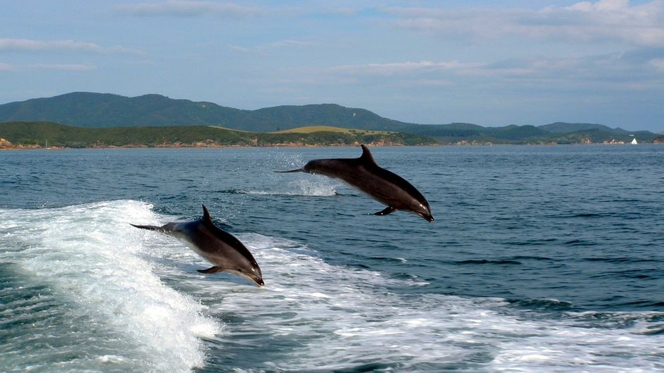 Dolphins playing in the wake of the Magic Mail Boat