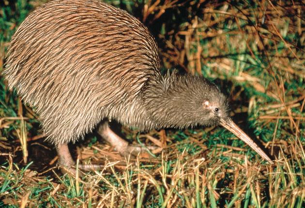 In den modernen Zoos und Wildparks Neuseelands treffen Sie auf einheimische und exotische Tiere. Ein Besuch ist Ihre beste Chance den scheuen Kiwi zu sehen!