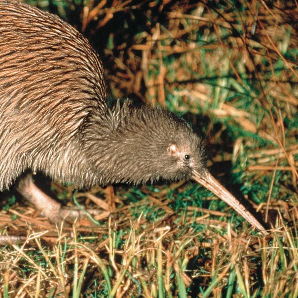 Kiwi-Begegnung in Rainbow Springs.