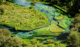 Stroll by the Blue Springs, where the spring water is so pure it has received international acclaim and supplies around 70% of New Zealand.