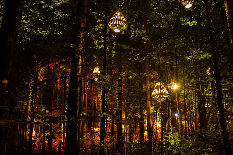 Redwoods Treewalk Rotorua und David Trubridge Design haben gemeinsam ein ikonisches nächtliches Besuchererlebnis geschaffen: die Redwoods Nightlights.