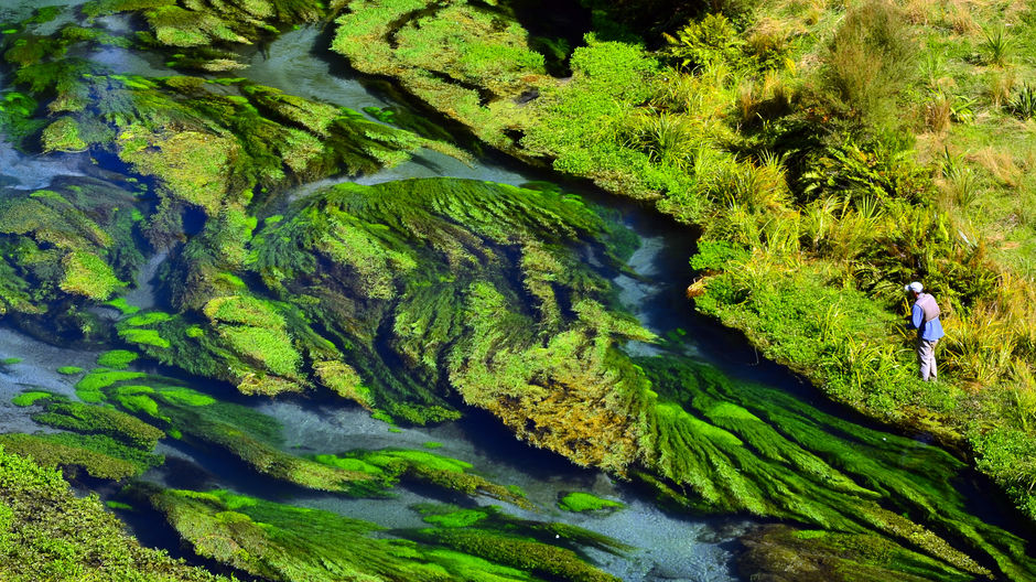 Fliegenfischen in der üppigen grünen Gegend um Rotorua auf der Nordinsel.