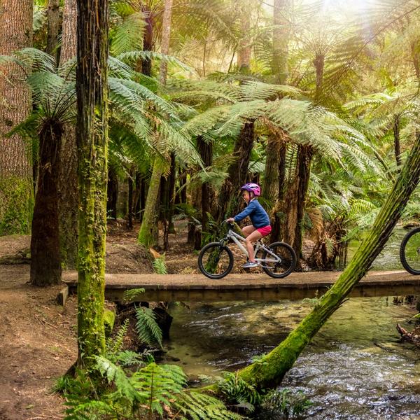 Whakarewarewa Forest