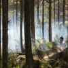 Riding through towering Redwood trees in the Whakarewarewa Forest.