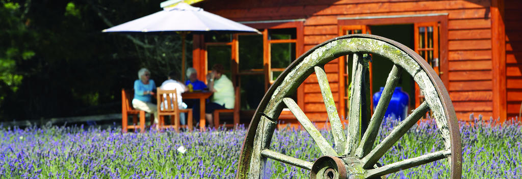 Enjoy lunch or afternoon tea at Lauren's Lavender Farm in Taumarunui.