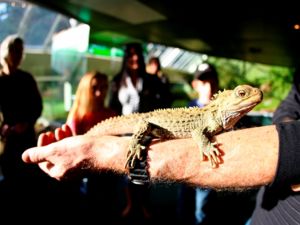 Ein Tuatara im Southland Museum.