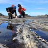 Curio Bay, Southland