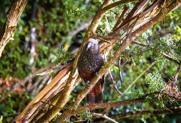 ニュージーランド固有の鳥や、絶滅危惧種の鳥たちを見ることができるスチュアート島はバードウォッチャーにとって楽園のようなところです。この島には人口の50倍のキーウィが生息しています。