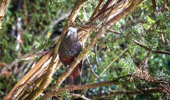 Stewart Island birdlife