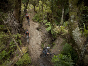 Enjoy the thrill of riding through a magnificent, towering forest.