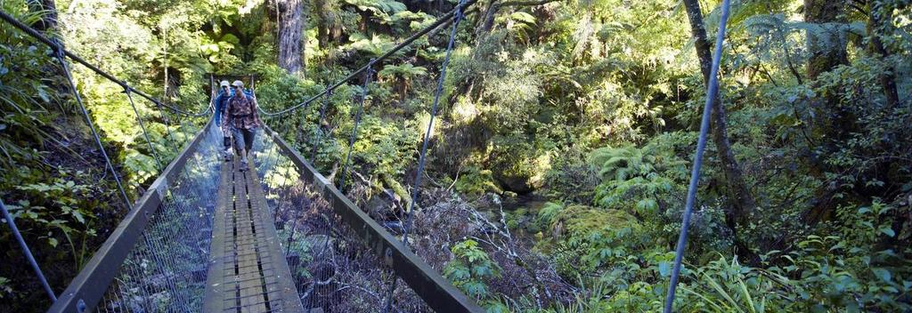 Walk through pre-historic forest in Lake Waikaremoana Track, Te Urewera.