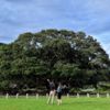 Te Waha o Rerekohu Pohutukawa Tree