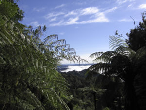 Früher Morgennebel steigt über dem Whanganui National Park auf.