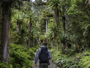 Hiking through the rainforests of Mount Taranaki, Egmont National Park