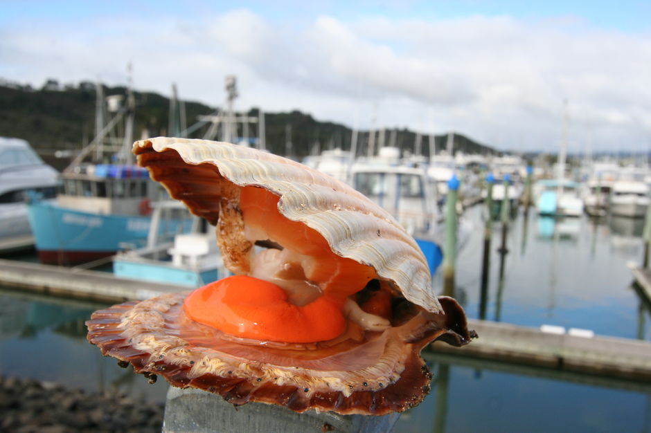 Scallops are found in abundance throughout New Zealand’s waters, and are celebrated at the Whitianga Scallop Festival every year in September.