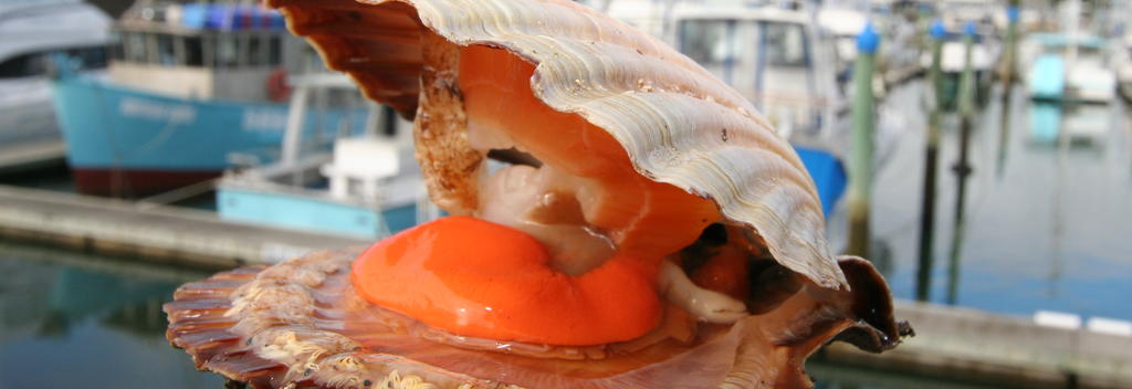 Scallops are found in abundance throughout New Zealand’s waters, and are celebrated at the Whitianga Scallop Festival every year in September.