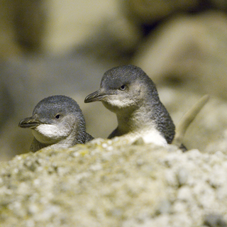 You can see blue penguins around Oamaru