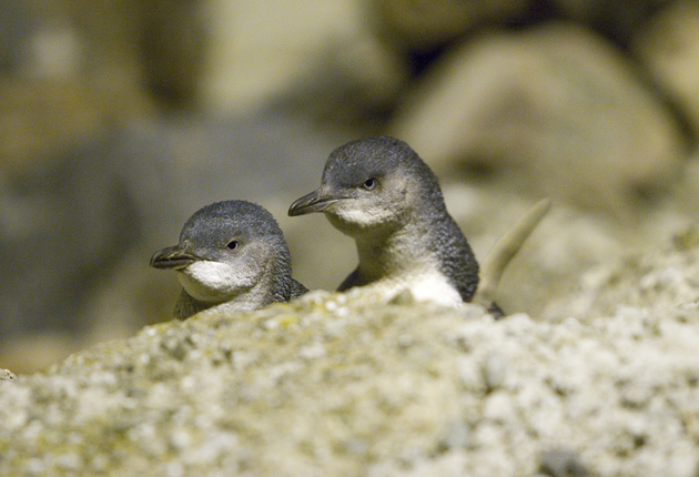 In Oamaru können Sie die kleinsten Pinguine der Welt sehen.