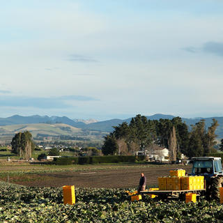 Market gardens, Maheno