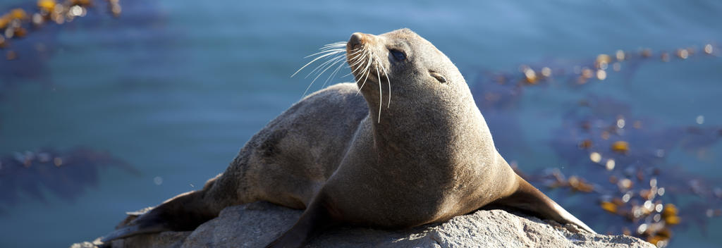 Seal at Katiki Point