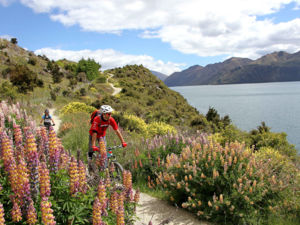 Flat and easy to begin with, the Wanaka Lakeside Tracks gradually becomes more challenging, climbing to high lookouts.