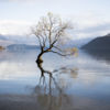 Picturesque lone tree at Lake Wanaka