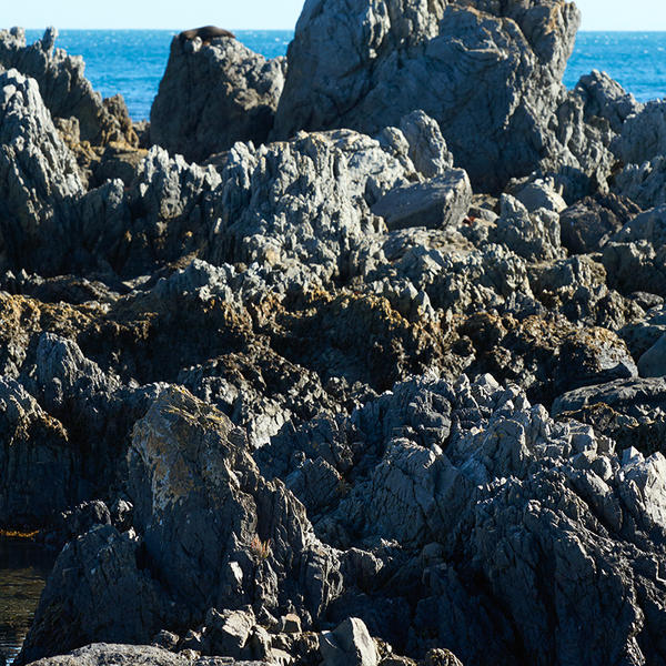 A coastal walks to the Red Rocks Reserve, south of Wellington, features glorious views and even a fur seal colony.