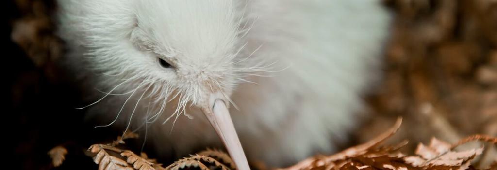 Meet Pukaha’s most famous resident, Manukura, a rare white Kiwi, at this nature reserve and conservation project.