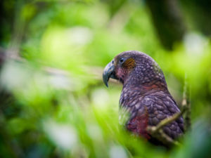 Nature & Wildlife in Wellington