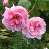 Old rose in Bolton Street Memorial Park