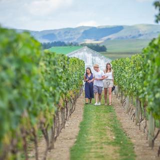 Vineyard in Martinborough