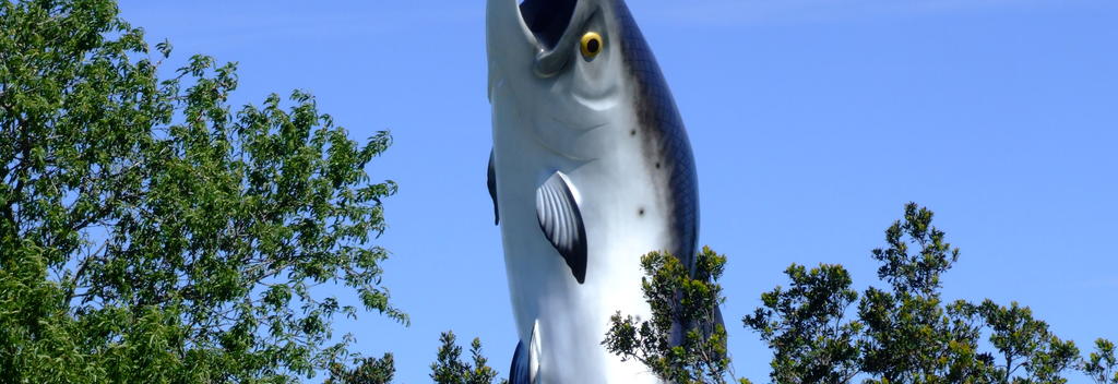 Rivers on the West Coast of the South Island offer superb angling conditions for the species of Pacific Salmon that live here.