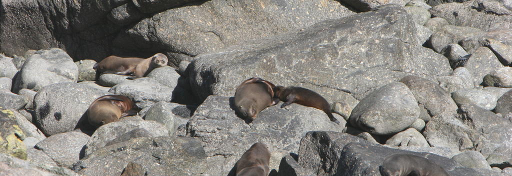 逆风角（Cape Foulwind）位于西港（Westport）附近，这里有海豹栖息地。