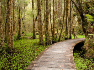 A boardwalk ensures you keep your feet dry.