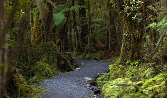 Lake Matheson walk path through lush pristine forest